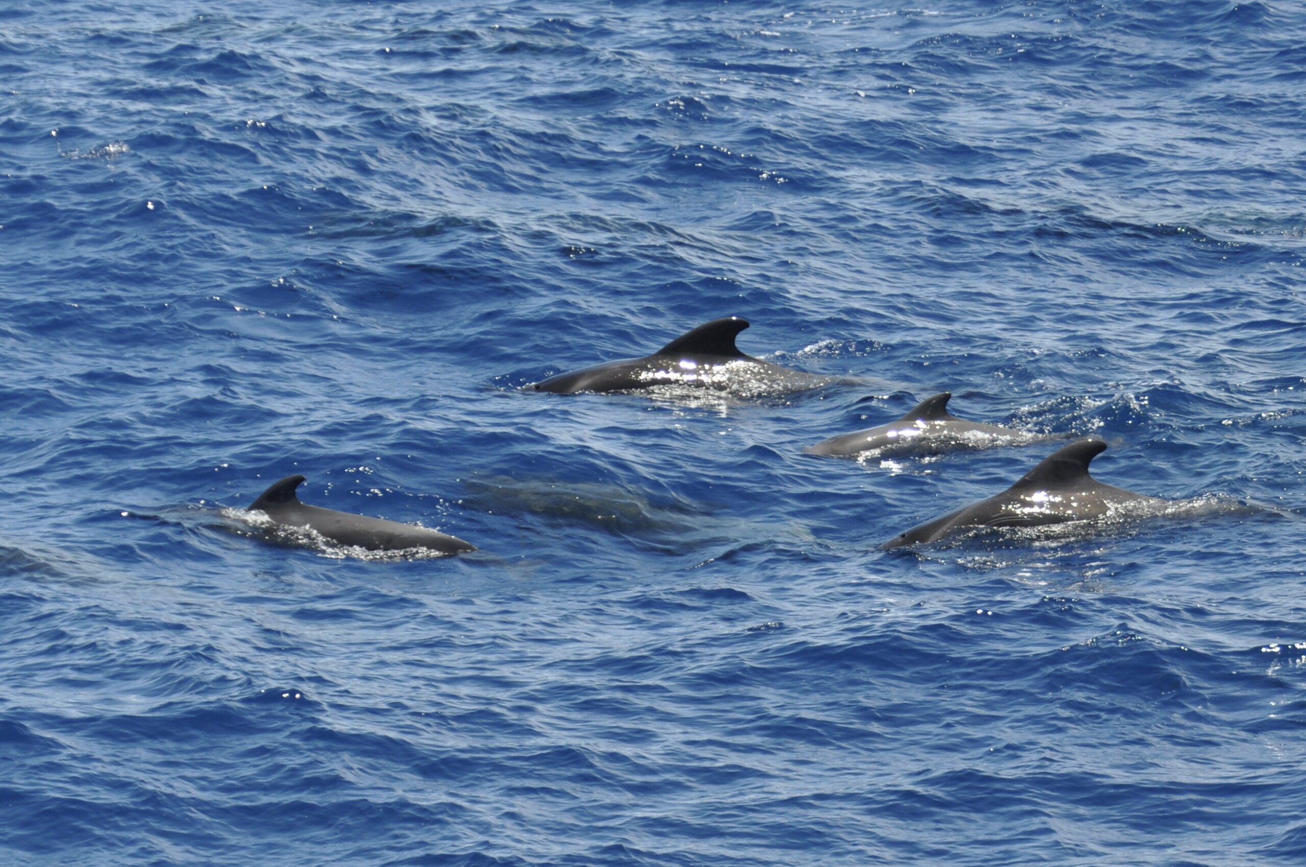 West Afrika Pelagic