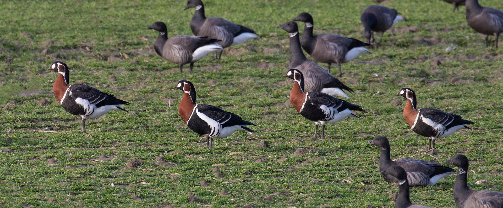 Weekend Lauwersmeer en Schiermonnikoog