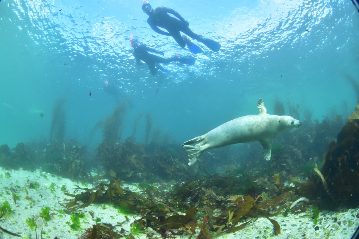 Wildlife Hebriden vanuit Oban
