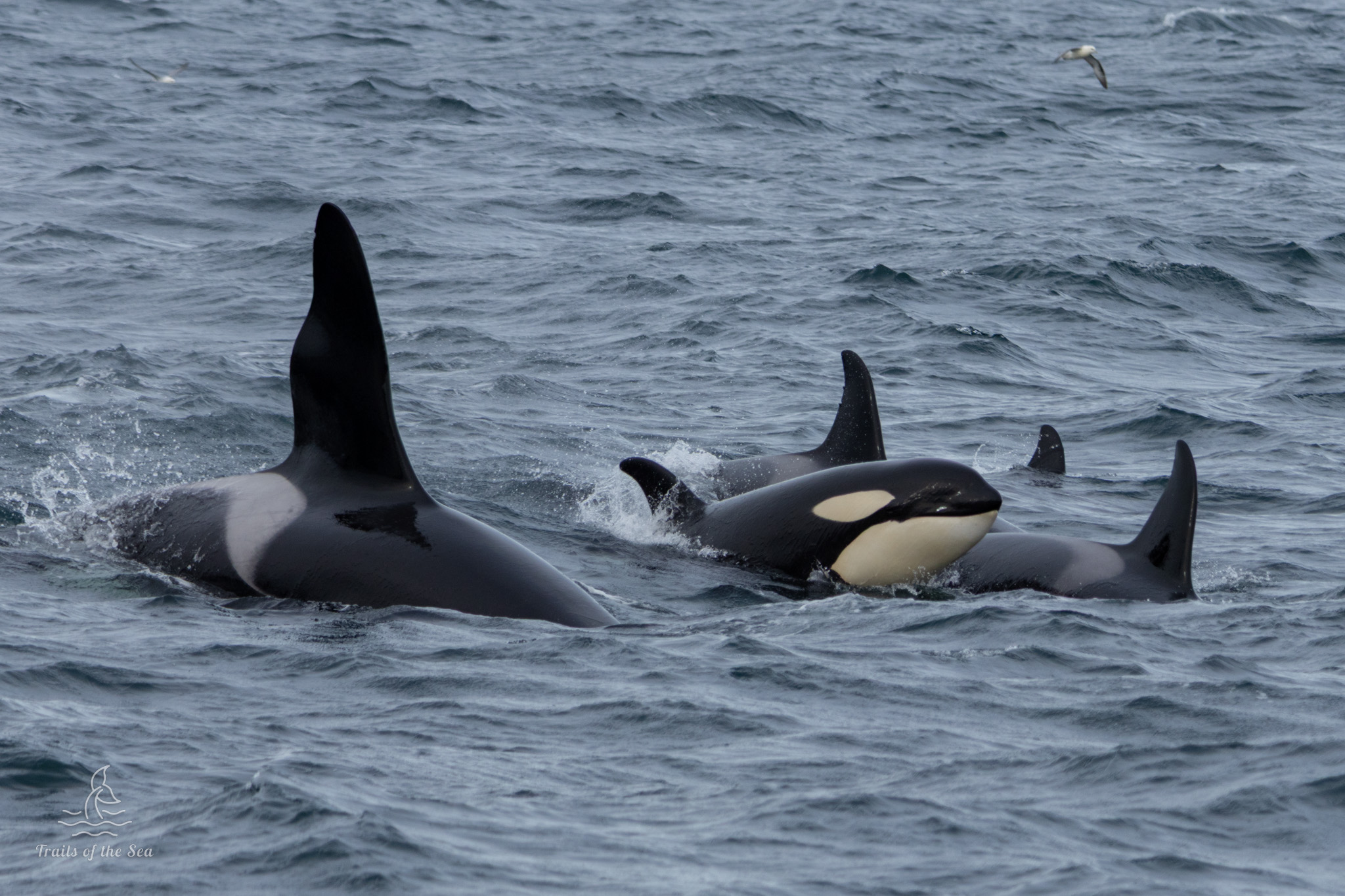 Orca’s en vogels op IJsland