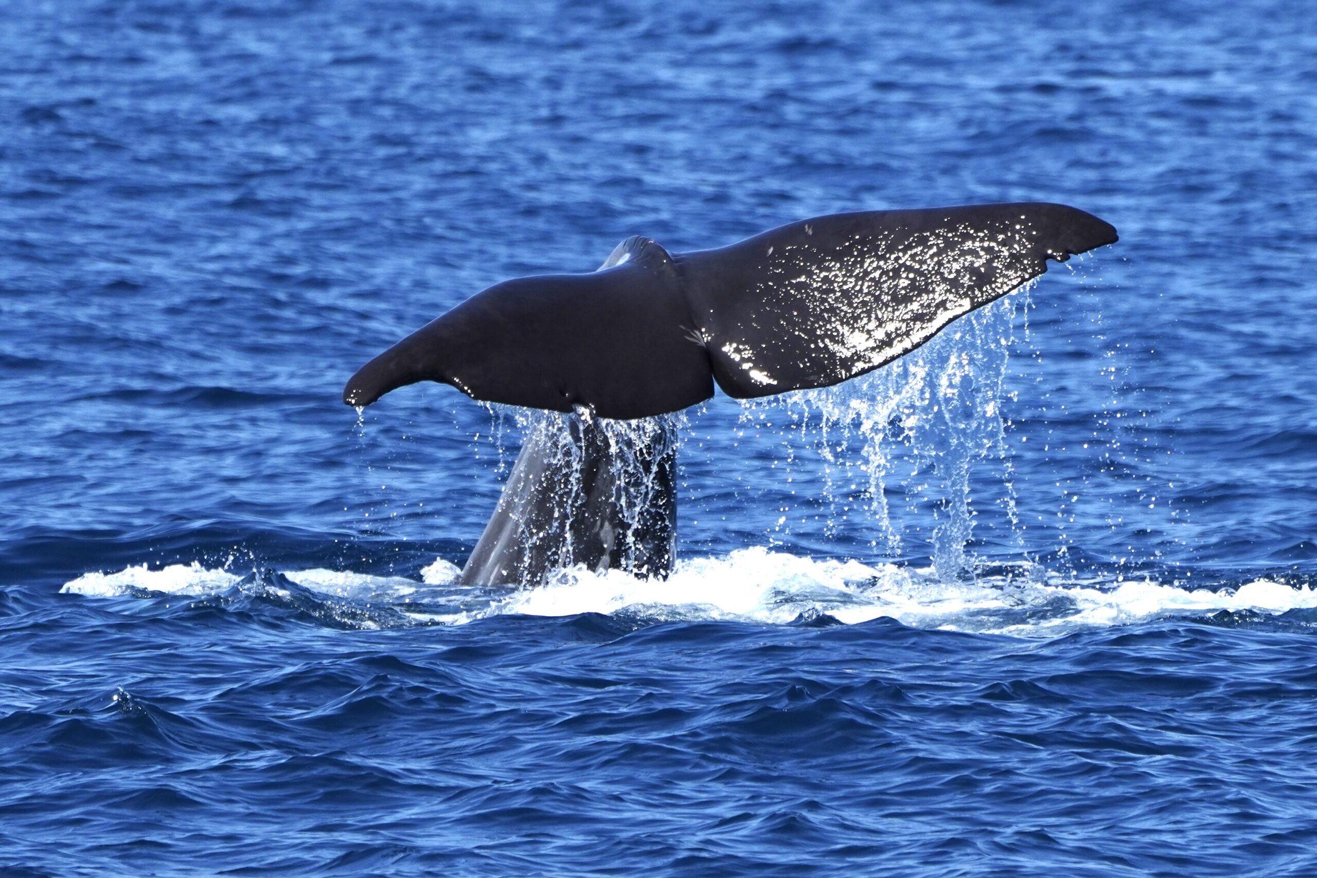 Walvisreis Azoren opnieuw in 2027