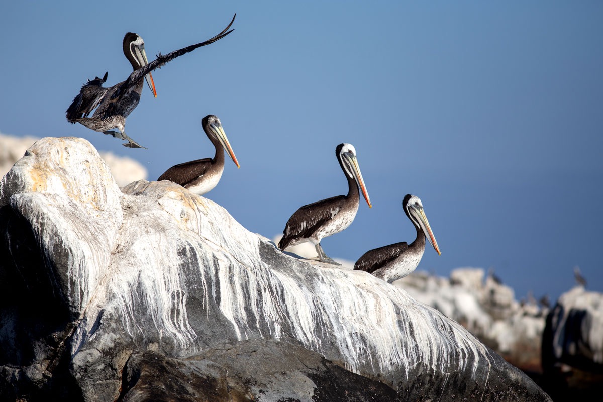 Project South America – Over de Humboldt Current