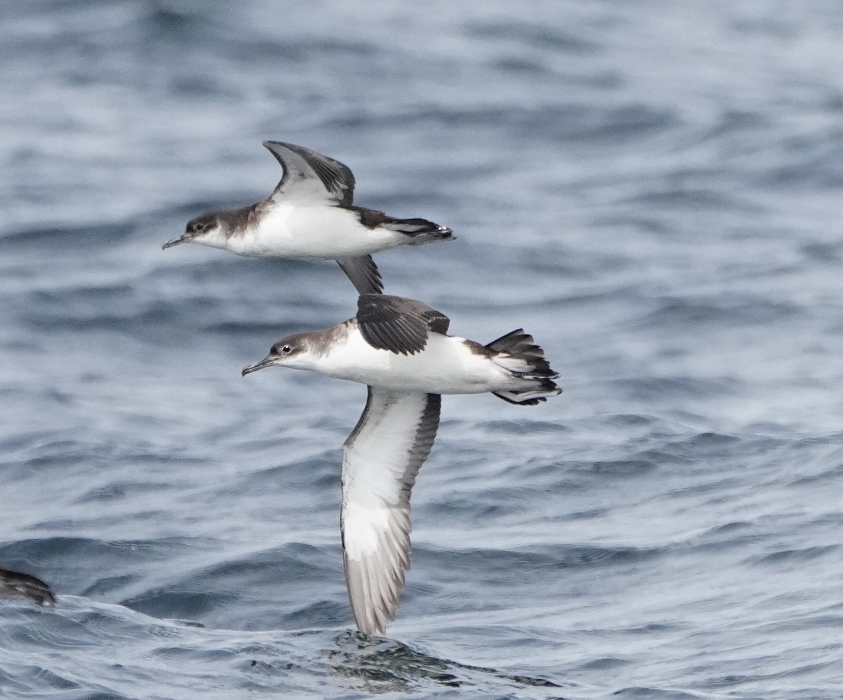 Seabird Express – Celtic Sea Edition